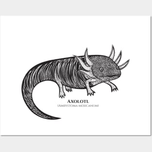 Axolotl with Common and Latin Names - detailed animal drawing Posters and Art